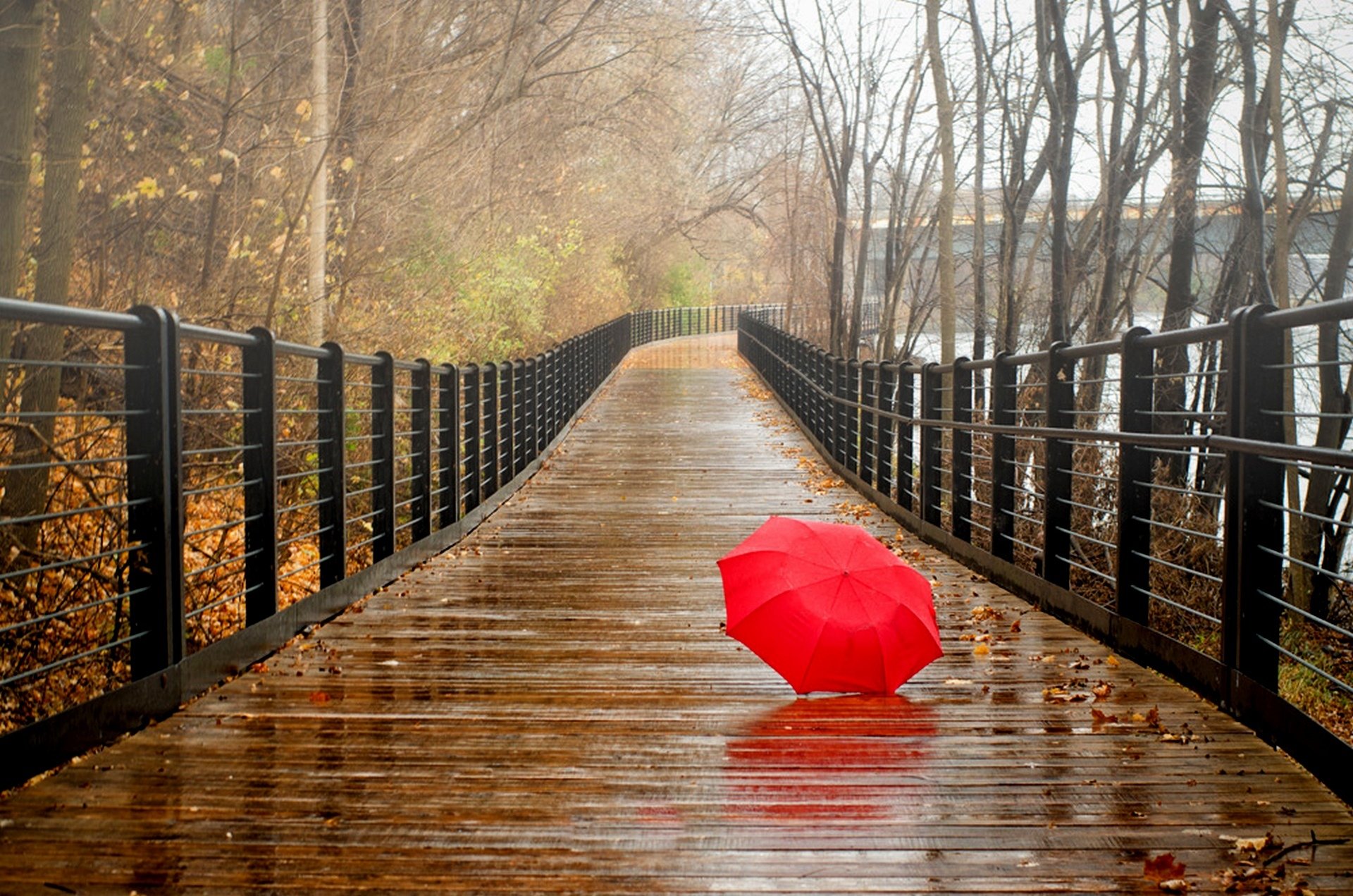 leaves park trees forest rain umbrella autumn walk nature river water view fall bridge view