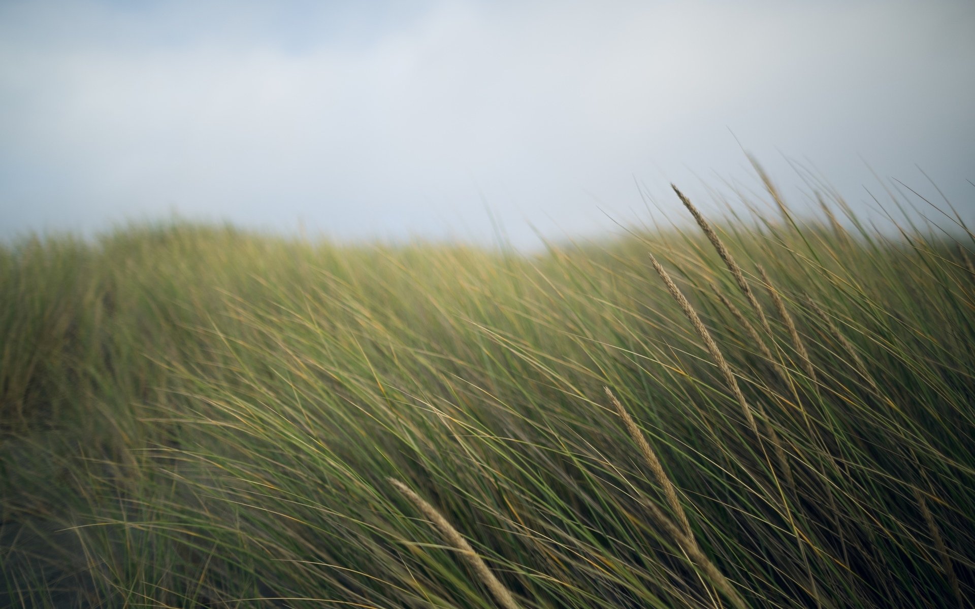 nature ears spikelets wheat rye sky background wallpaper widescreen full screen hd wallpapers fullscreen