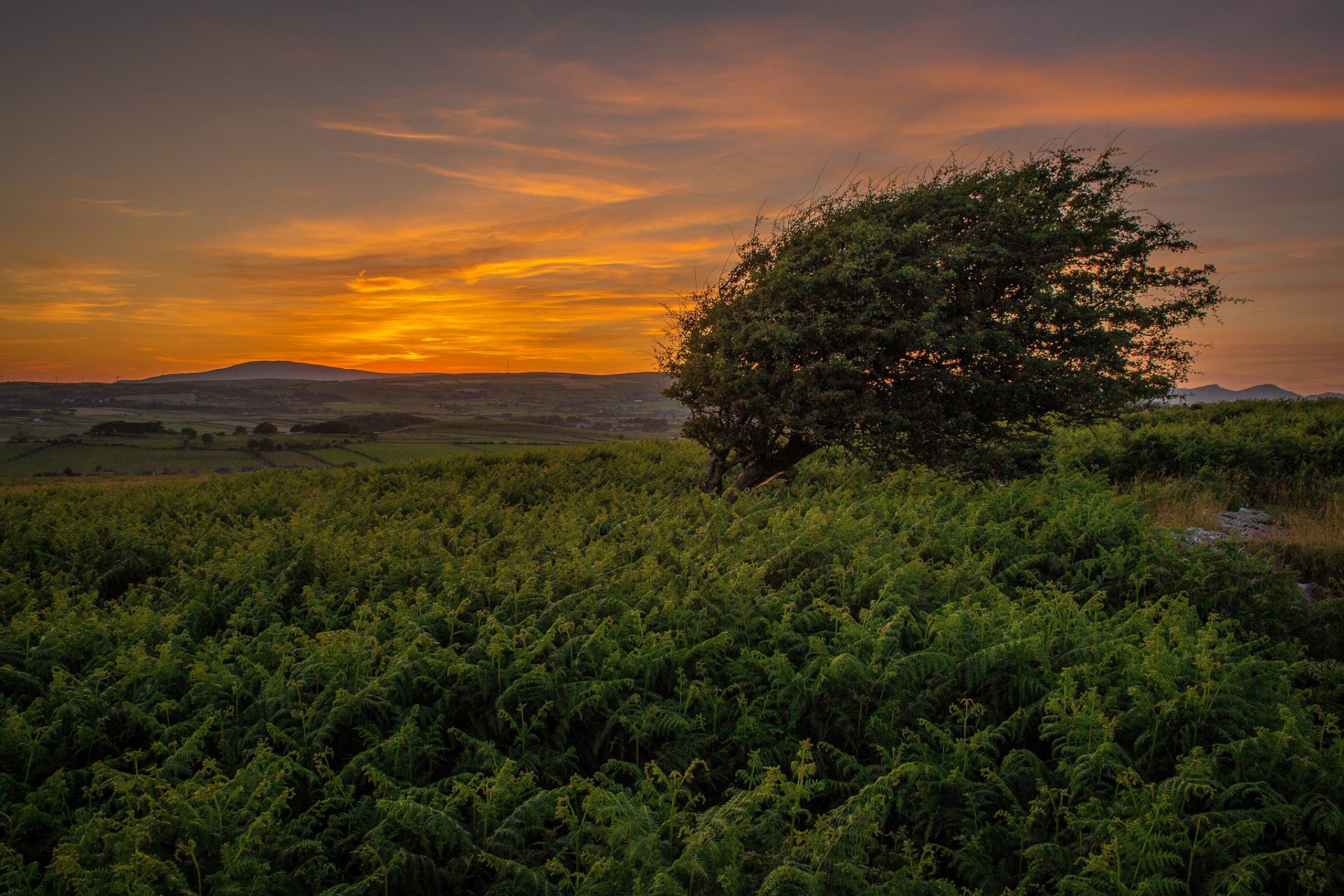 colline erba albero estate tramonto