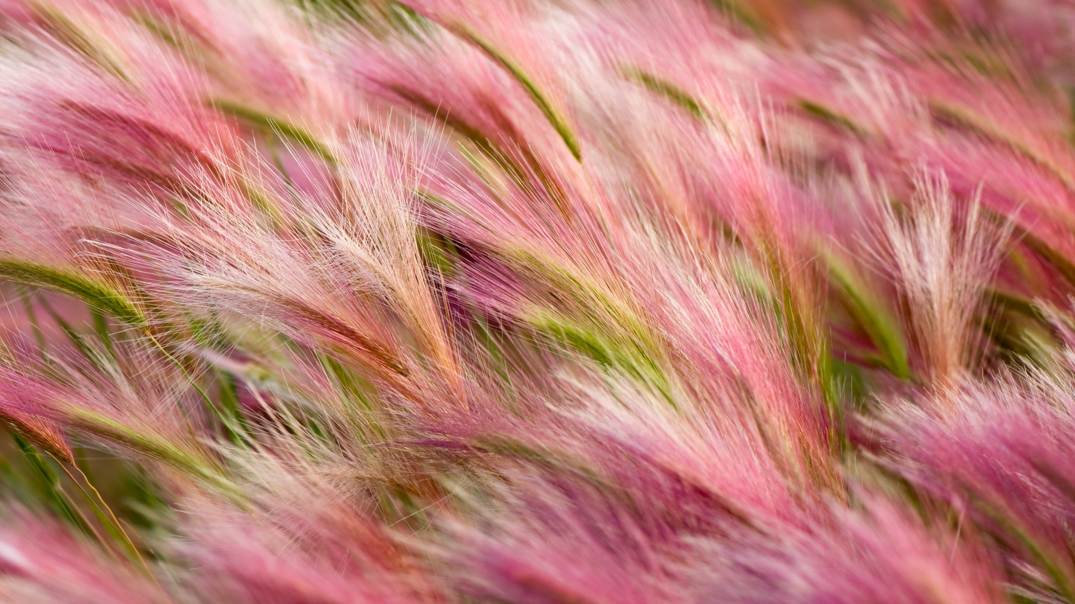 apple os x mavericks mac foxtail-barley barley