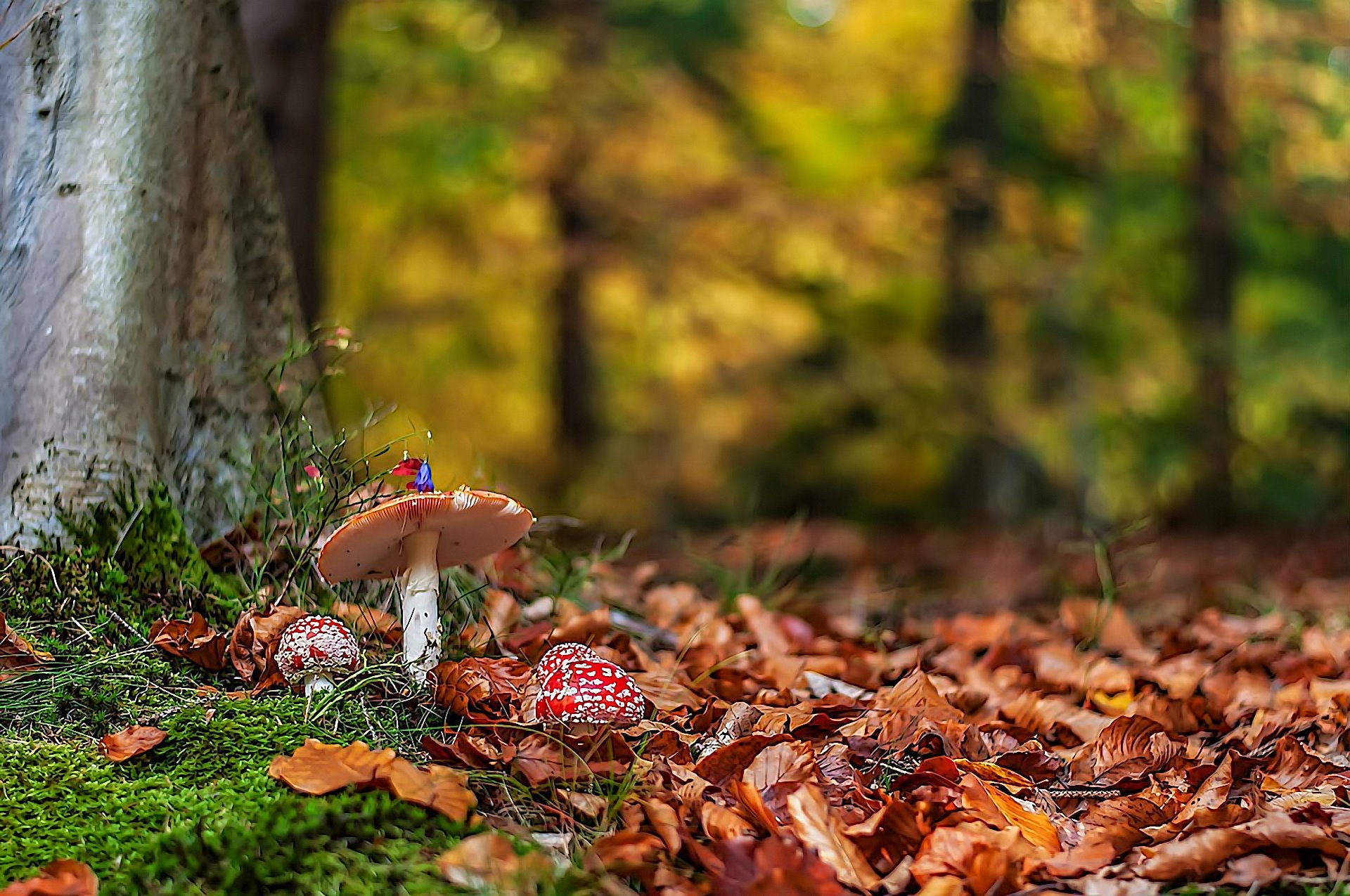 muchomory jesień liście las grzyby natura