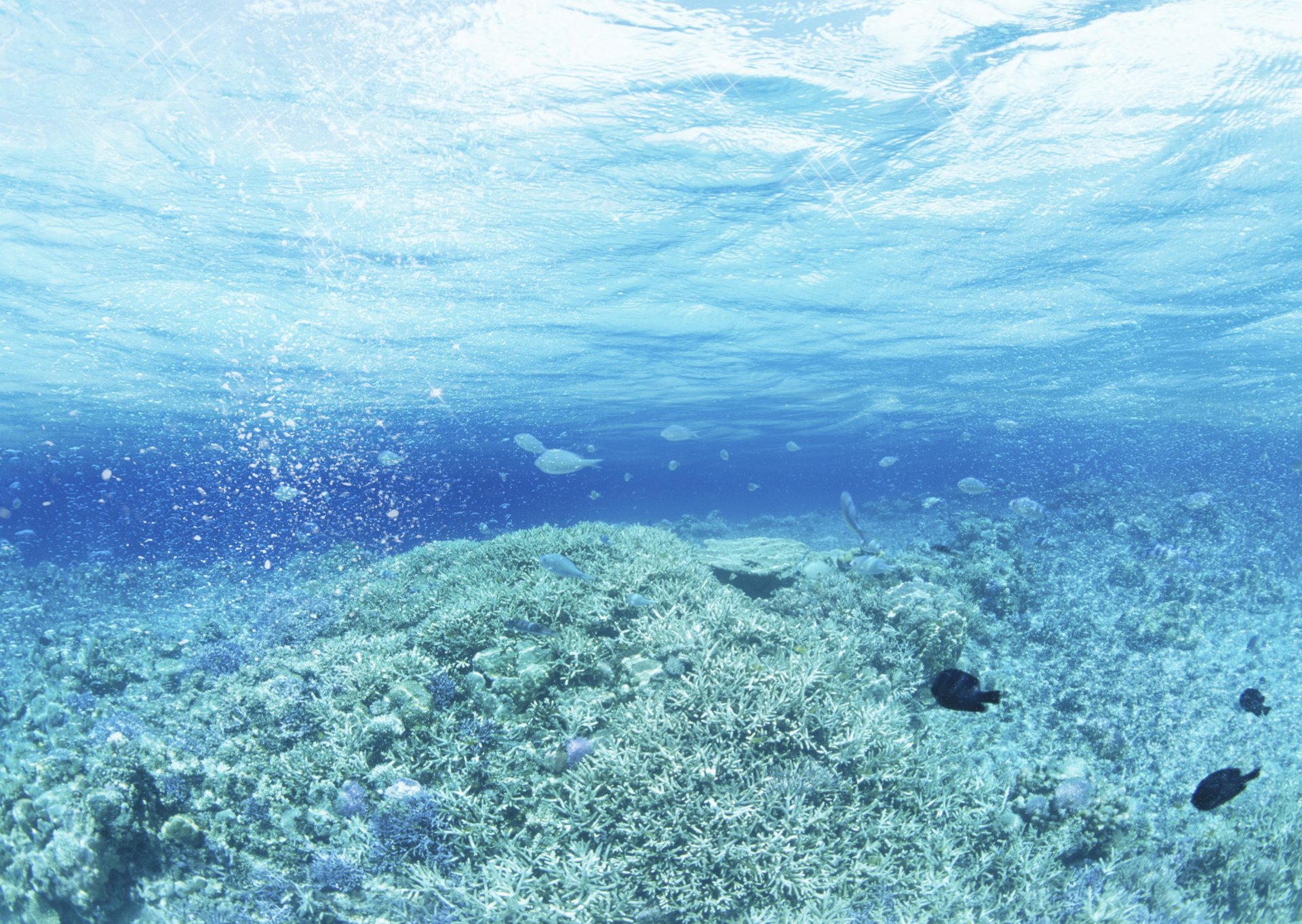 agua y cielo gotas olas arte mar plantas acuáticas peces arte algas peces reflejos