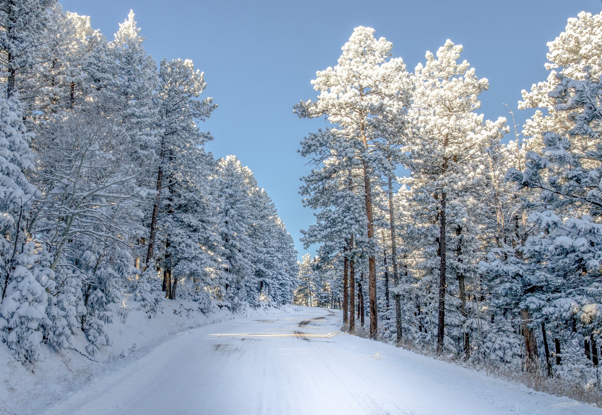 colorado nature winter tree snow road light