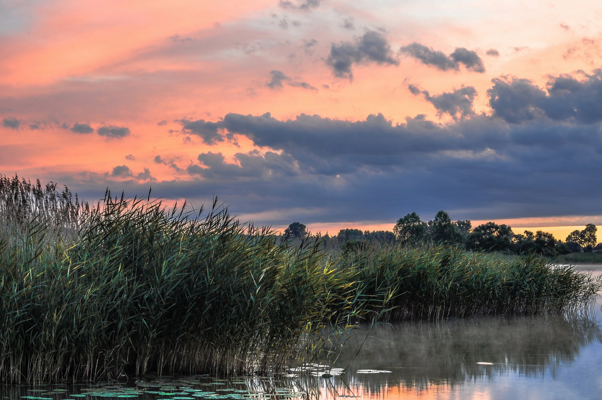 lake reed morning summer