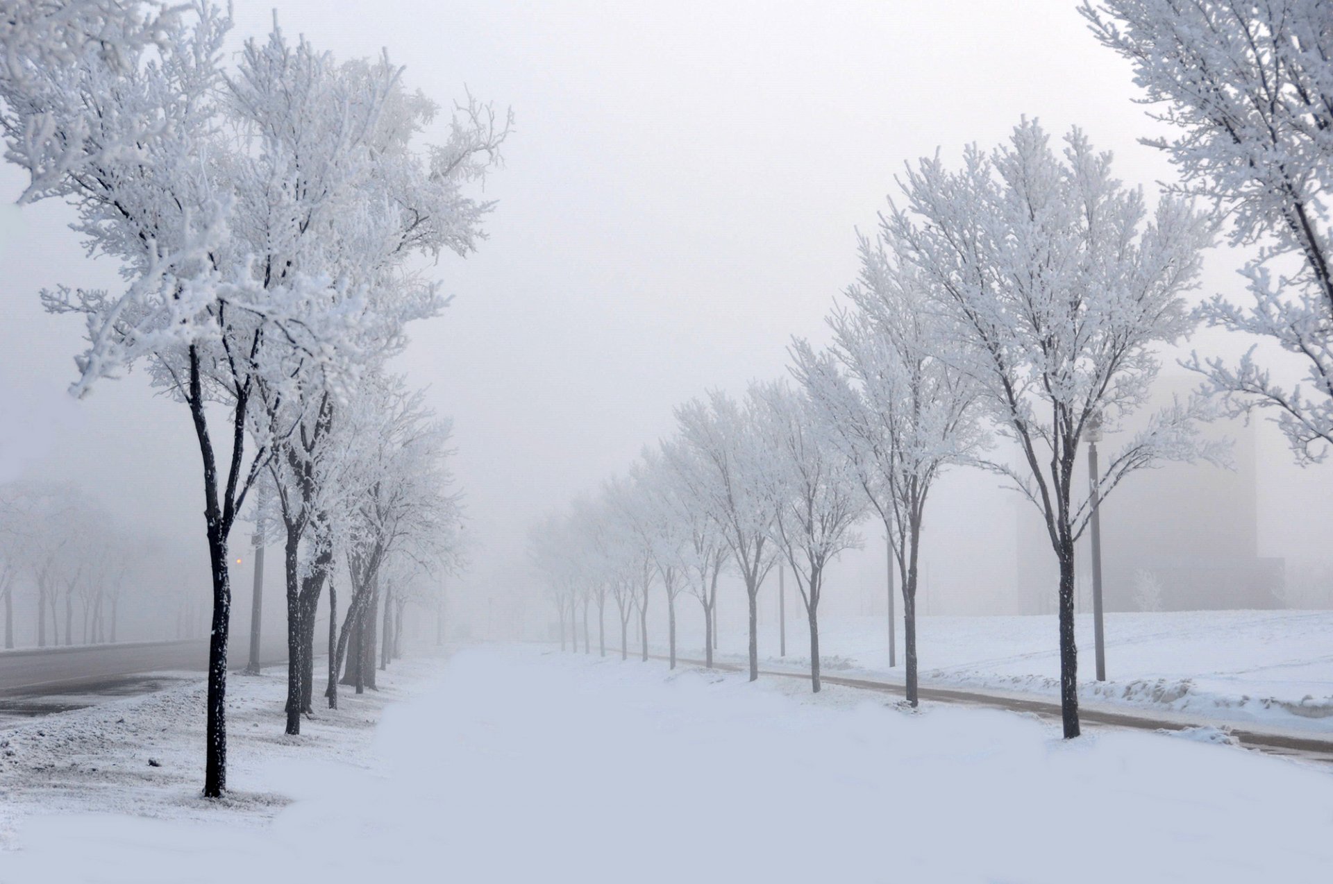 carretera árboles nieve callejón naturaleza niebla invierno