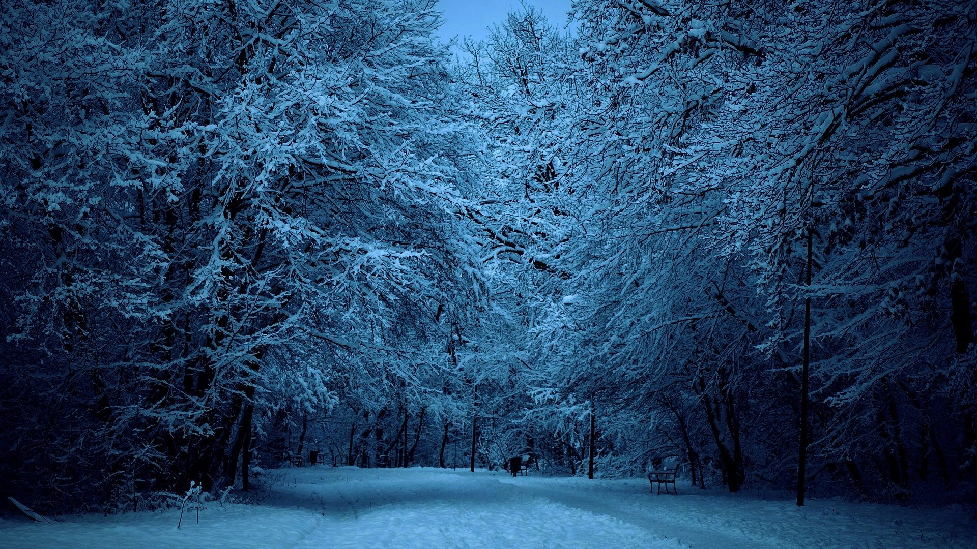 Дорога в зимнем парке ночью - обои на рабочий стол.