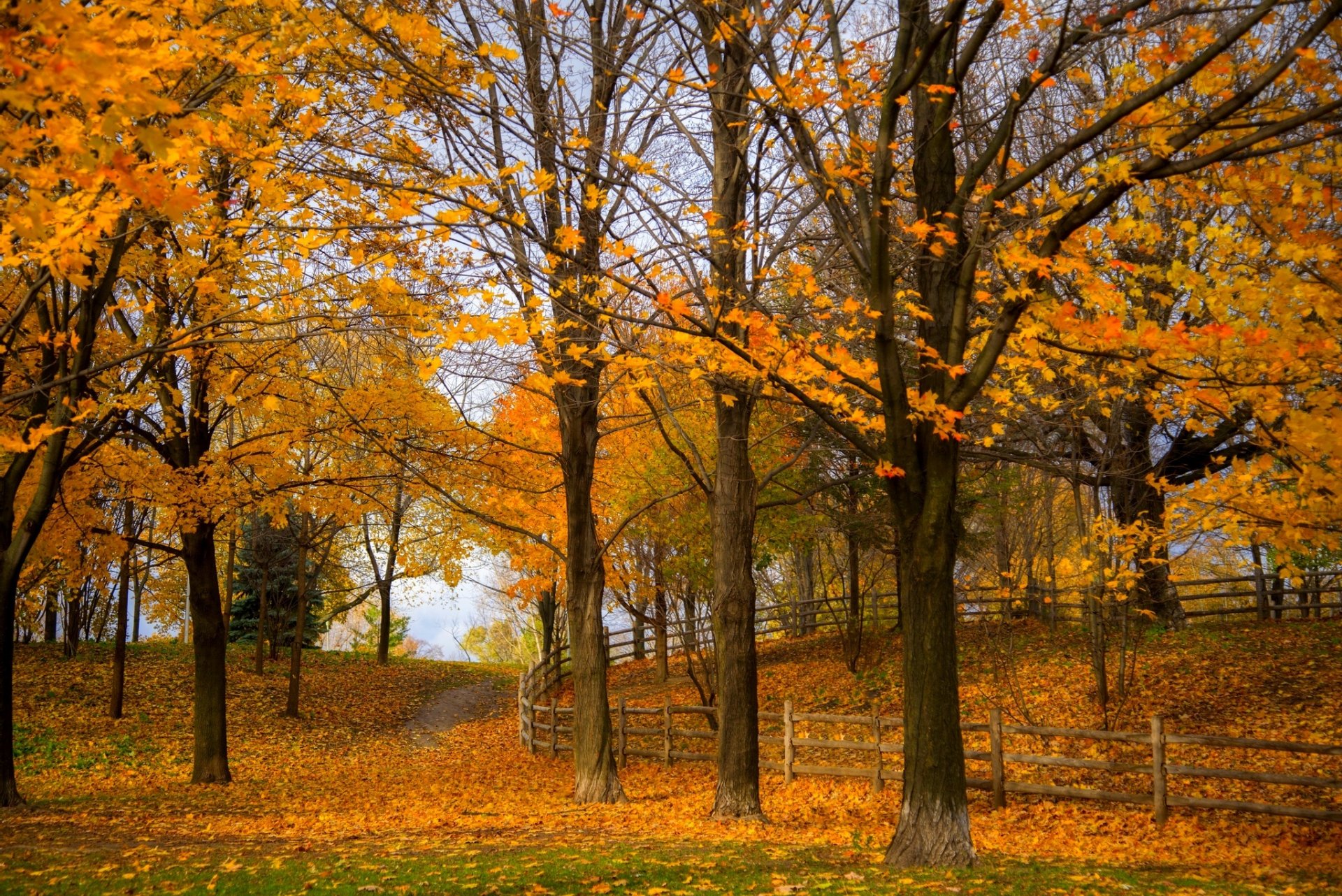 nature forest park trees leaves colorful road autumn fall colors walk