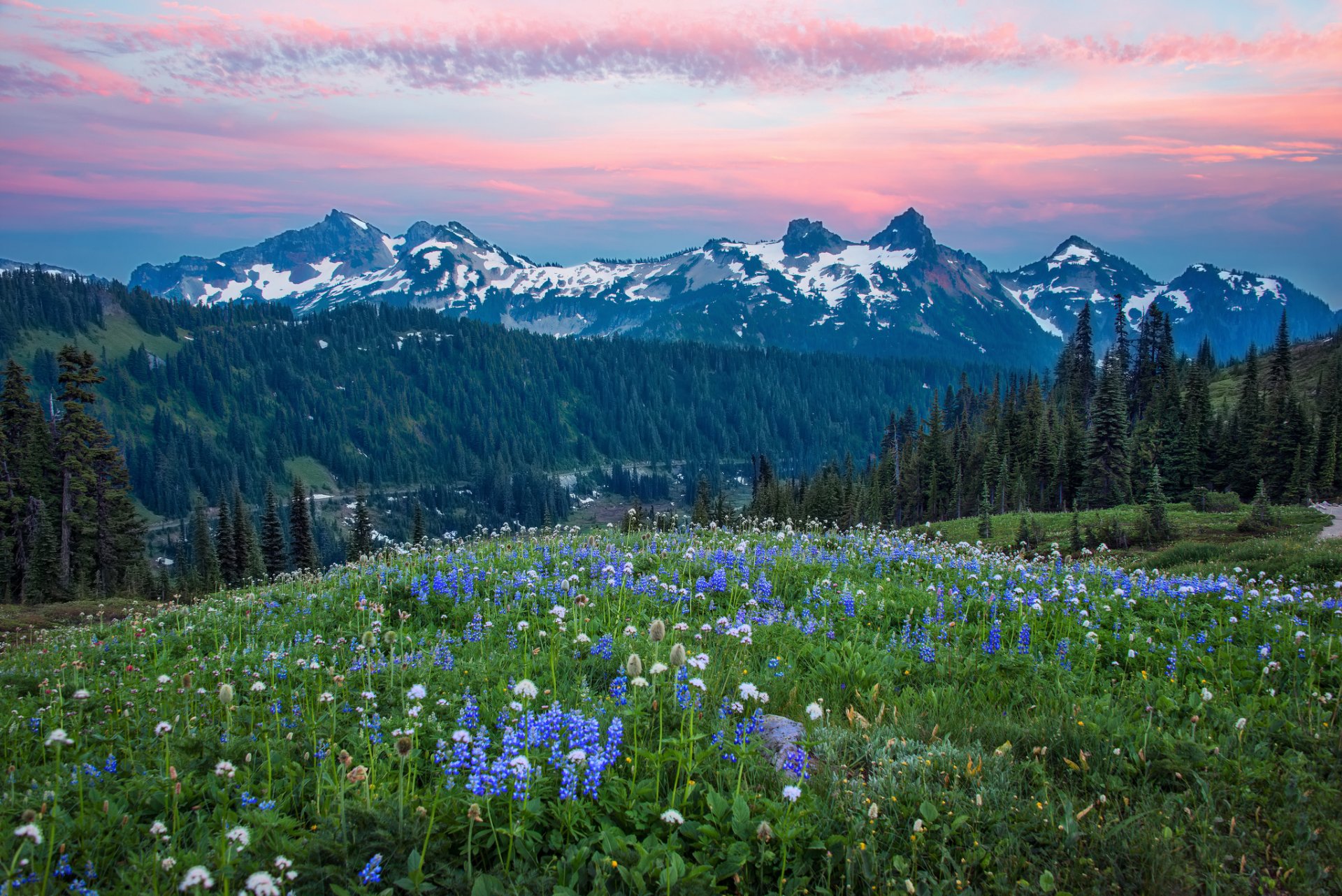 stati uniti stato di washington montagne colline foresta alberi fiori sera rosa cielo nuvole