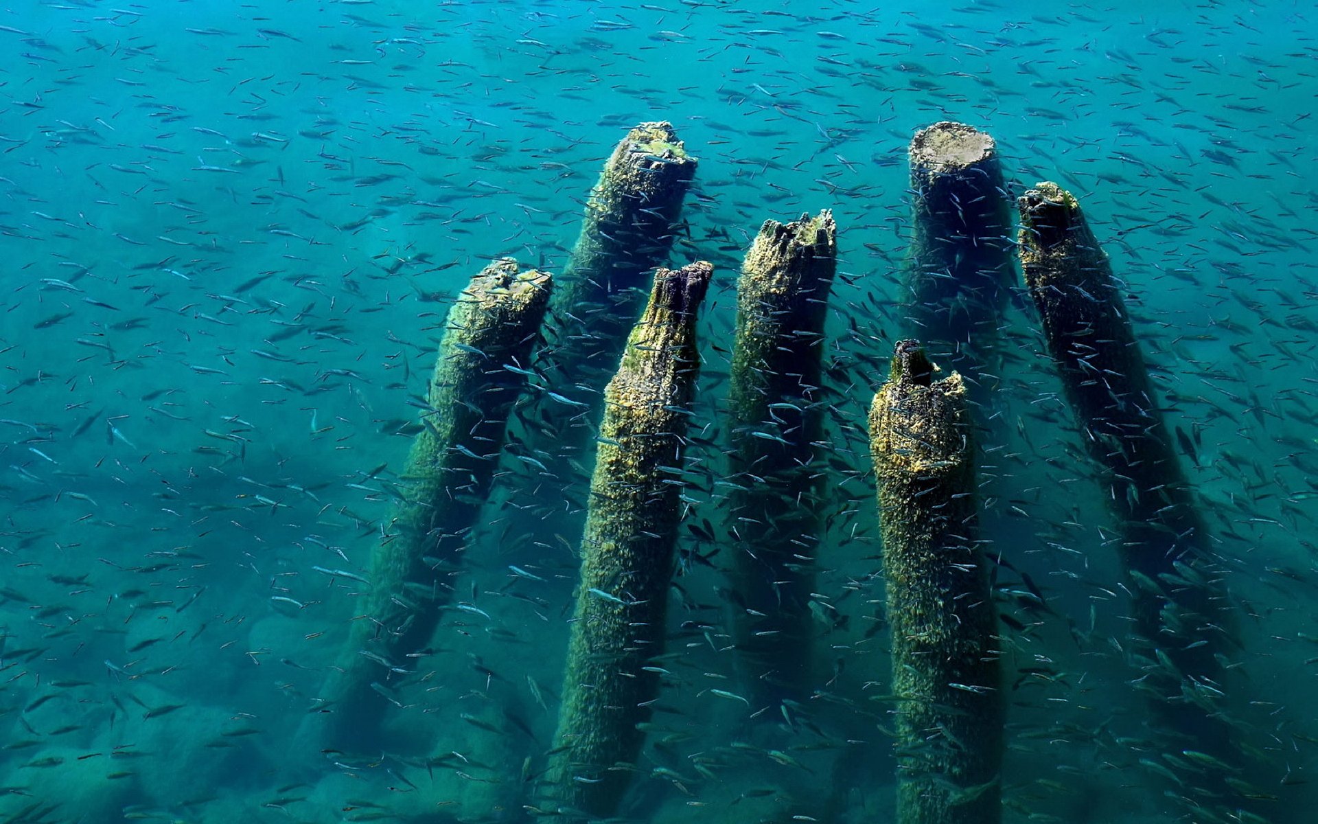 see ohrid dock reste fisch baum wasser blau