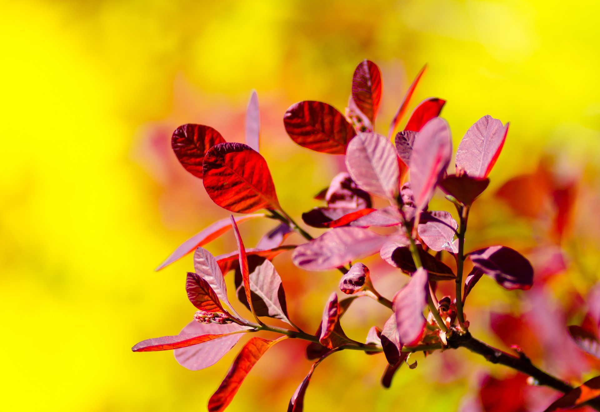 branche. feuilles fond rouge jaune