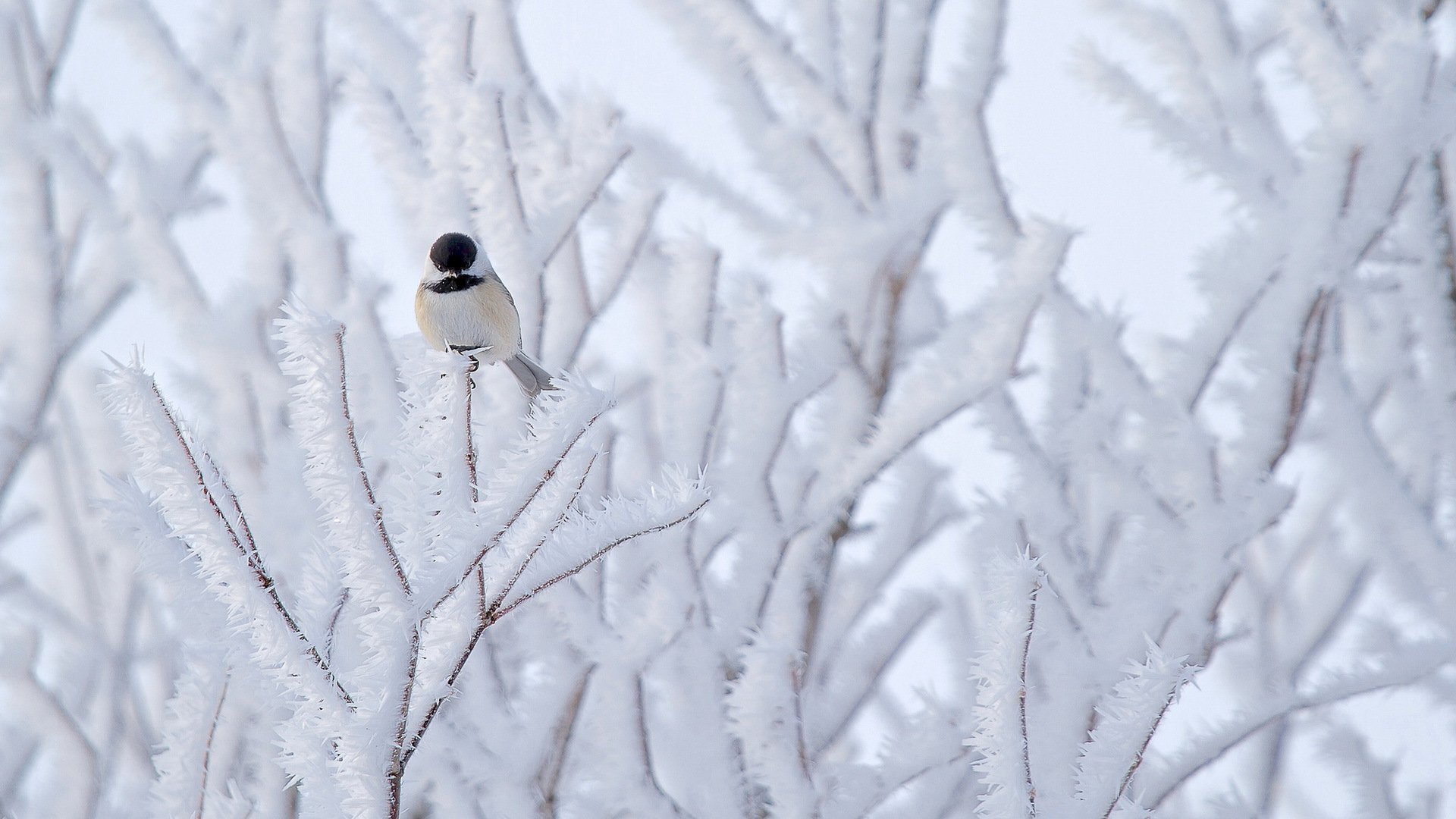 tit pájaro árbol nieve naturaleza