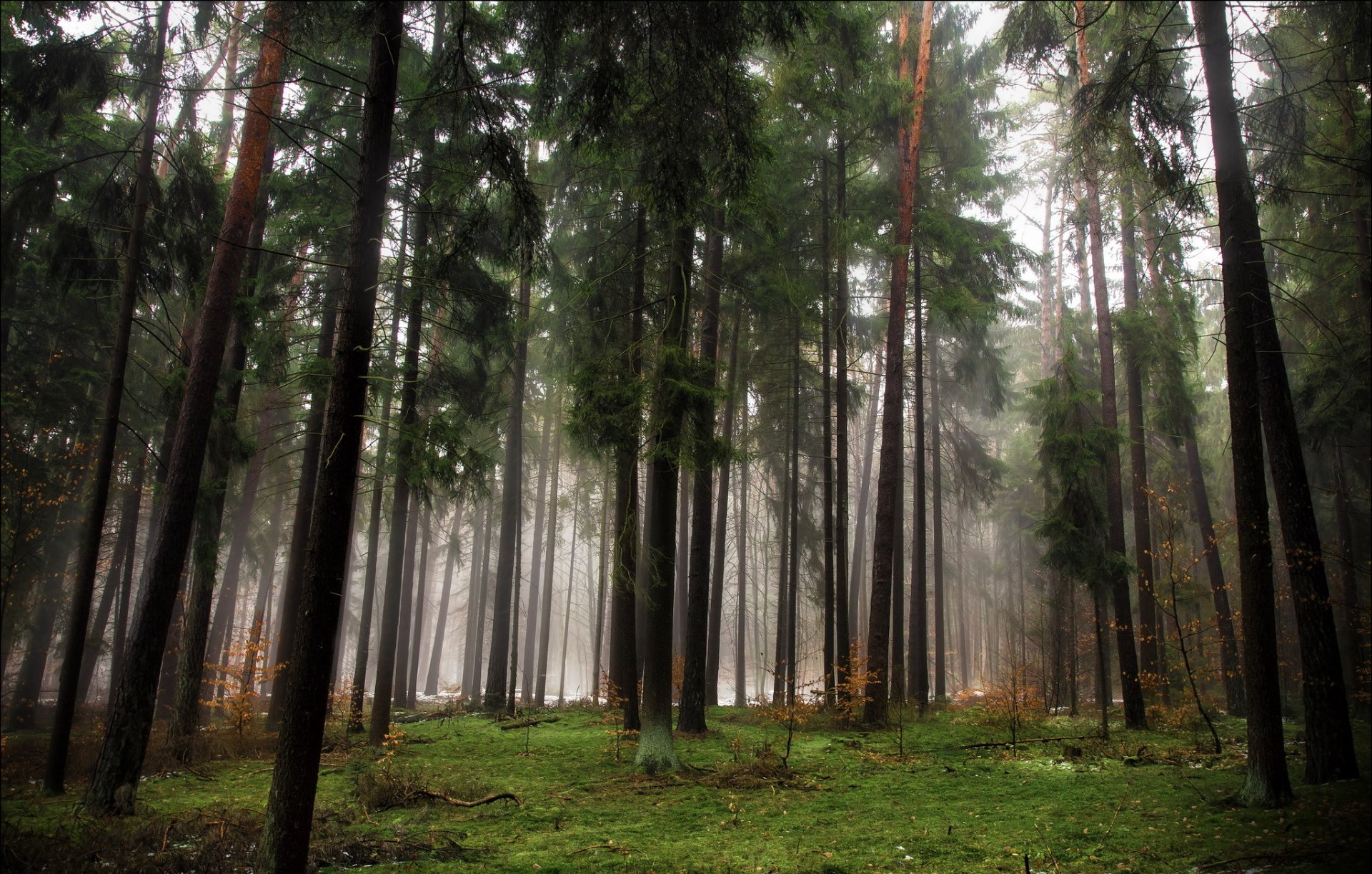 forest tree conifers autumn fog