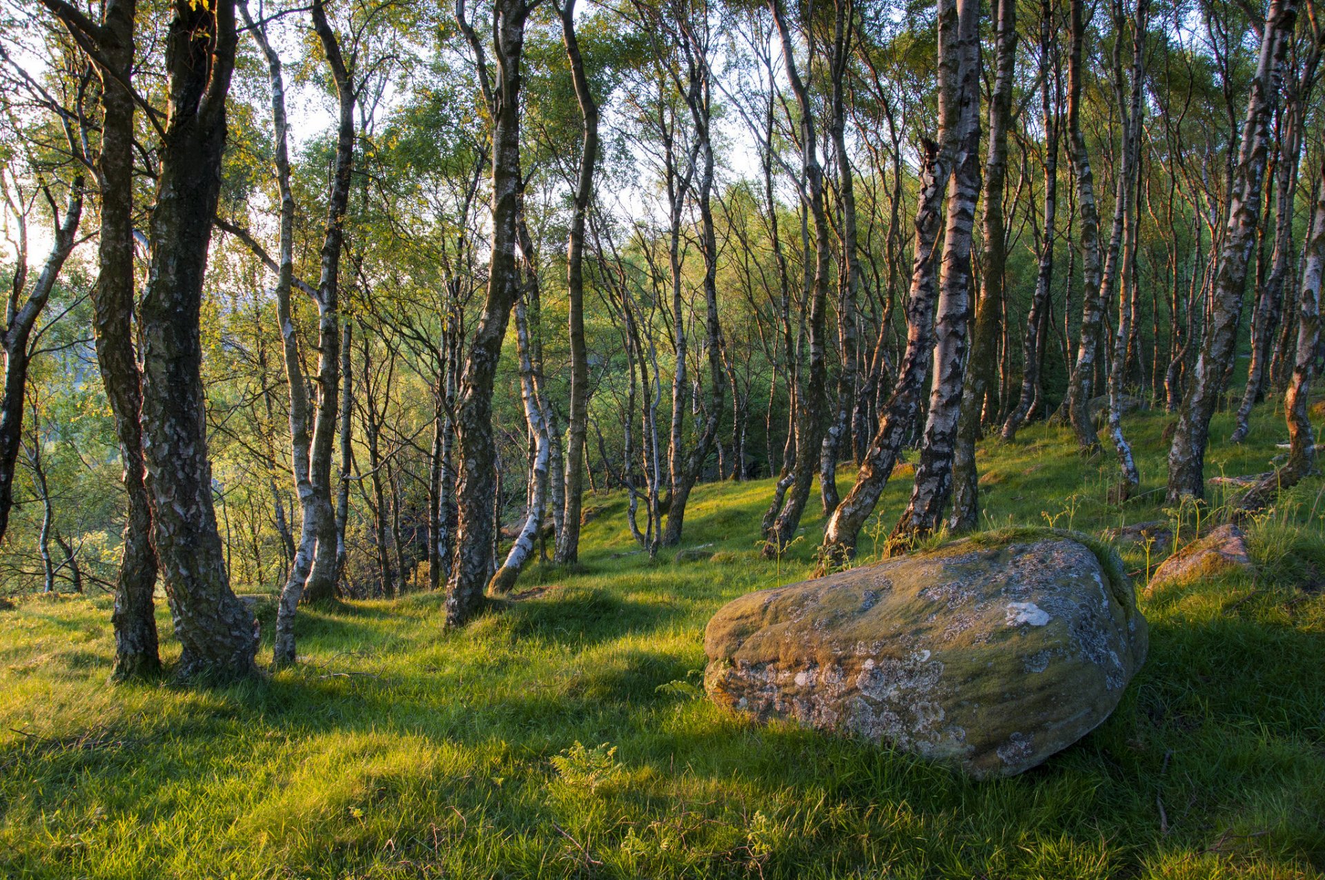 frühling wald bäume gras stein felsbrocken