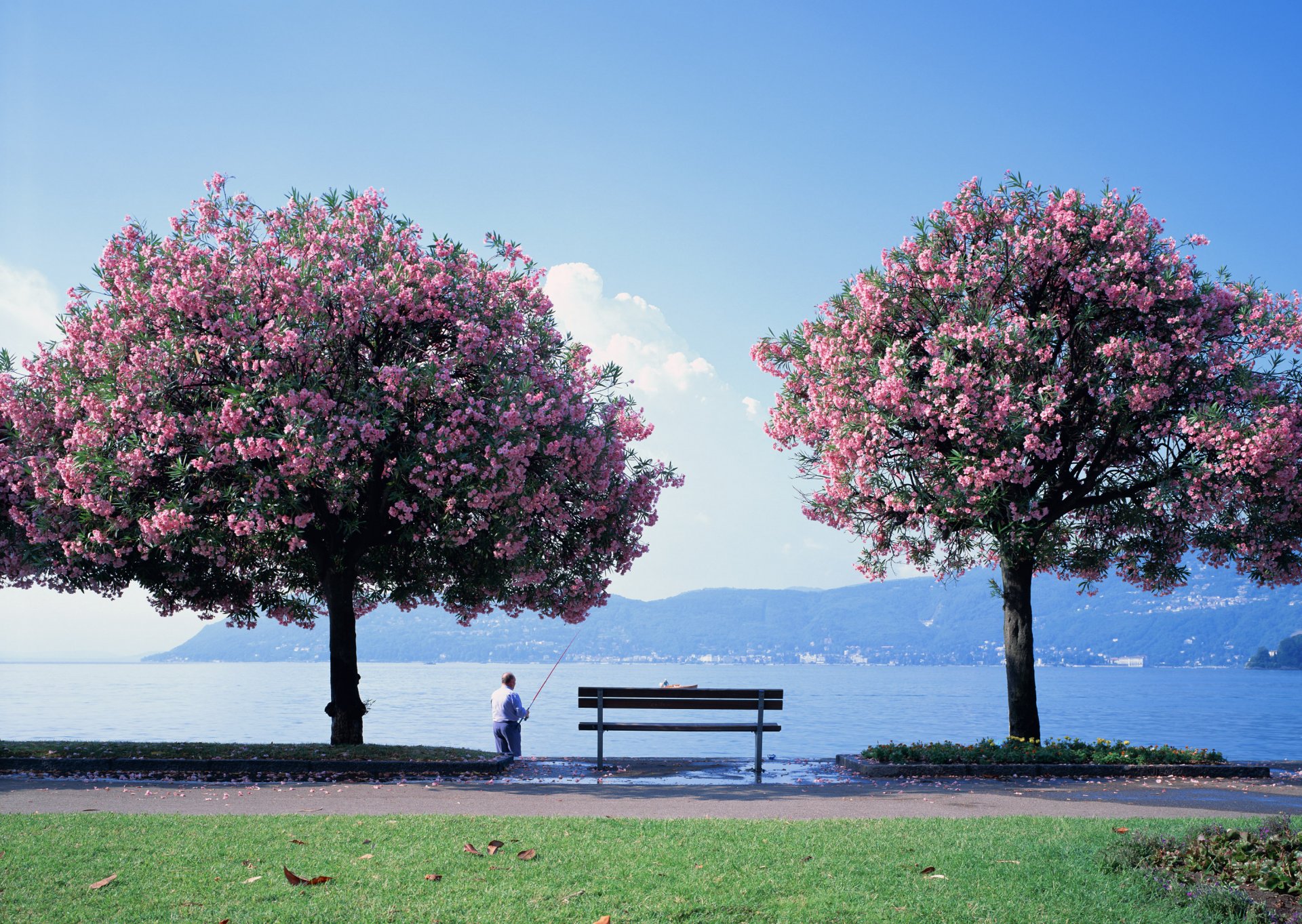 sakura árbol pescador flores banco lago