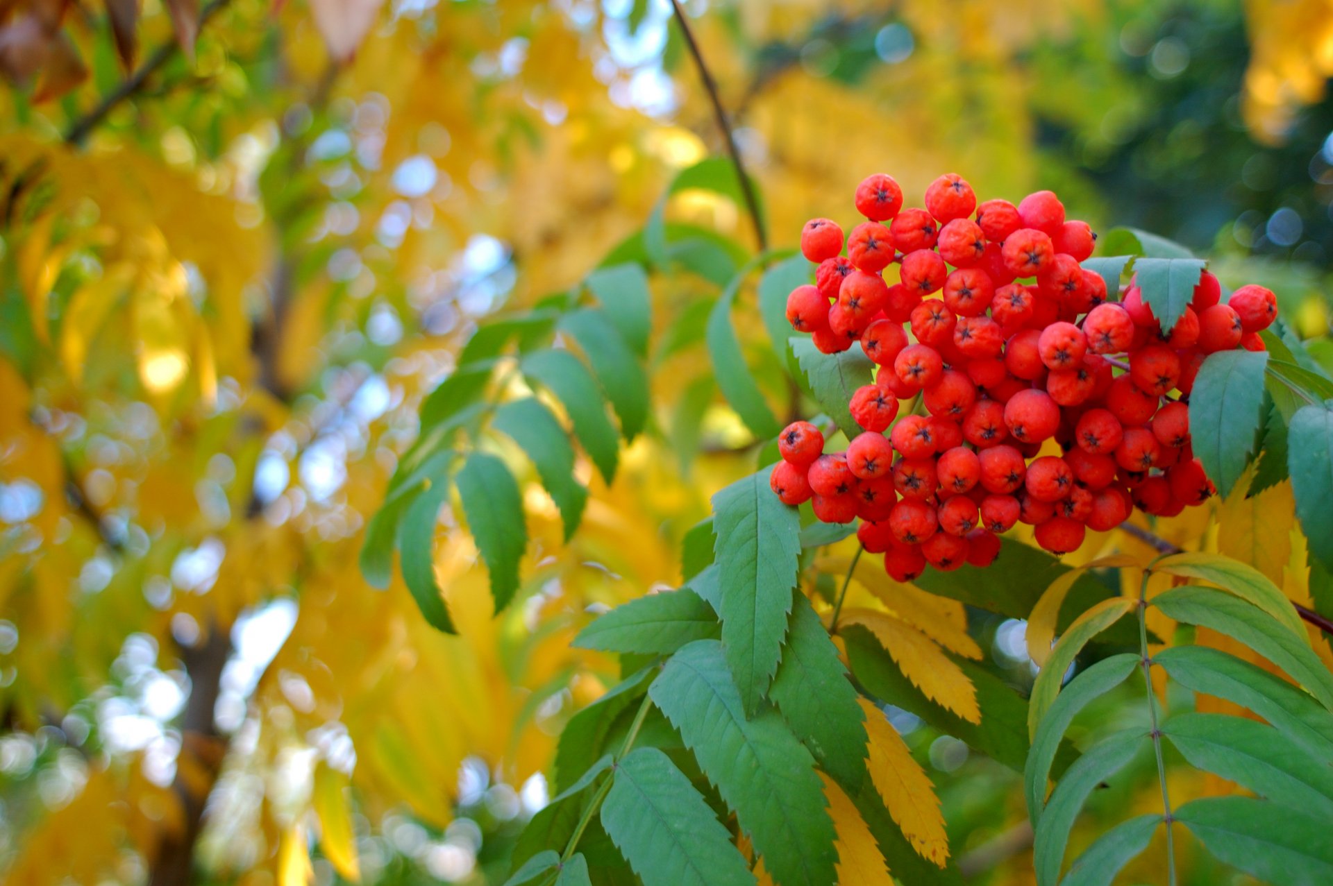 autumn rowan yellow leaves berry