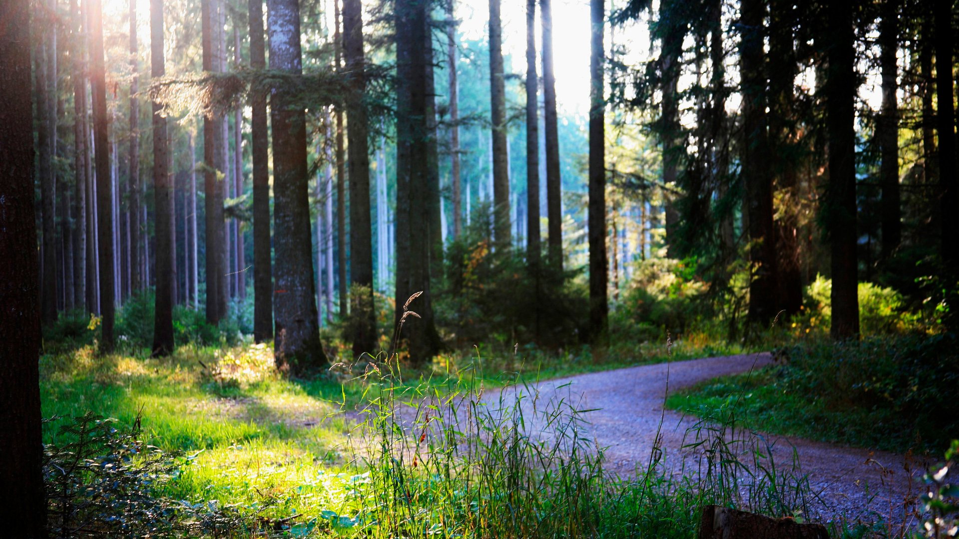 sommer wald straße