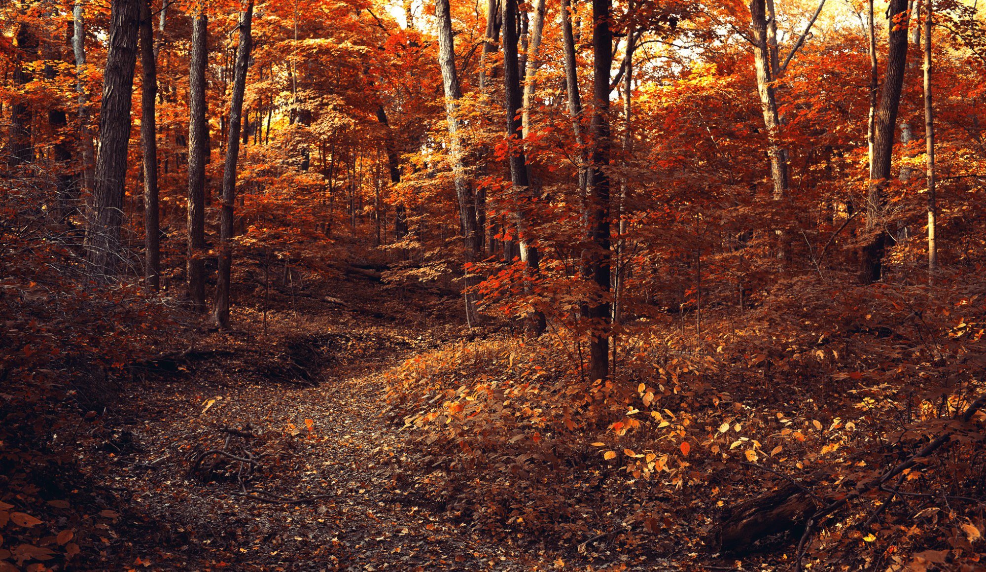 forest autumn path foliage tree branches leaves orange yellow nature