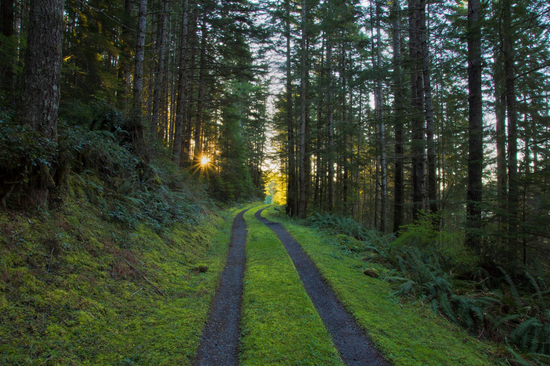 forest pine road sun rays morning