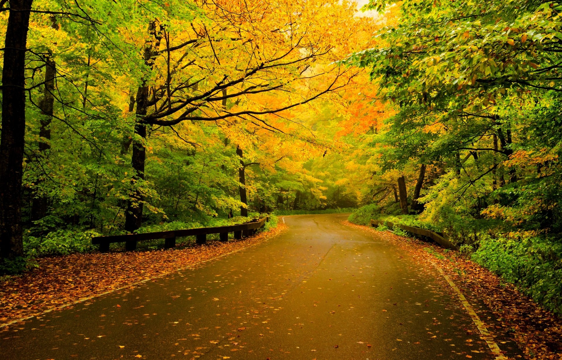 nature forêt arbres feuilles coloré route automne automne couleurs marche