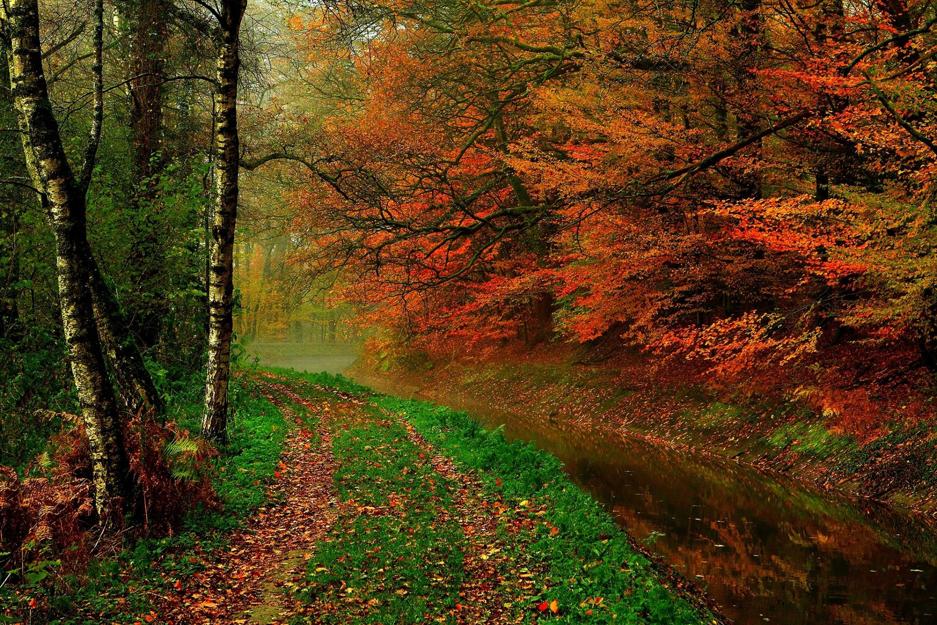 leaves trees forest autumn walk hdr nature river water