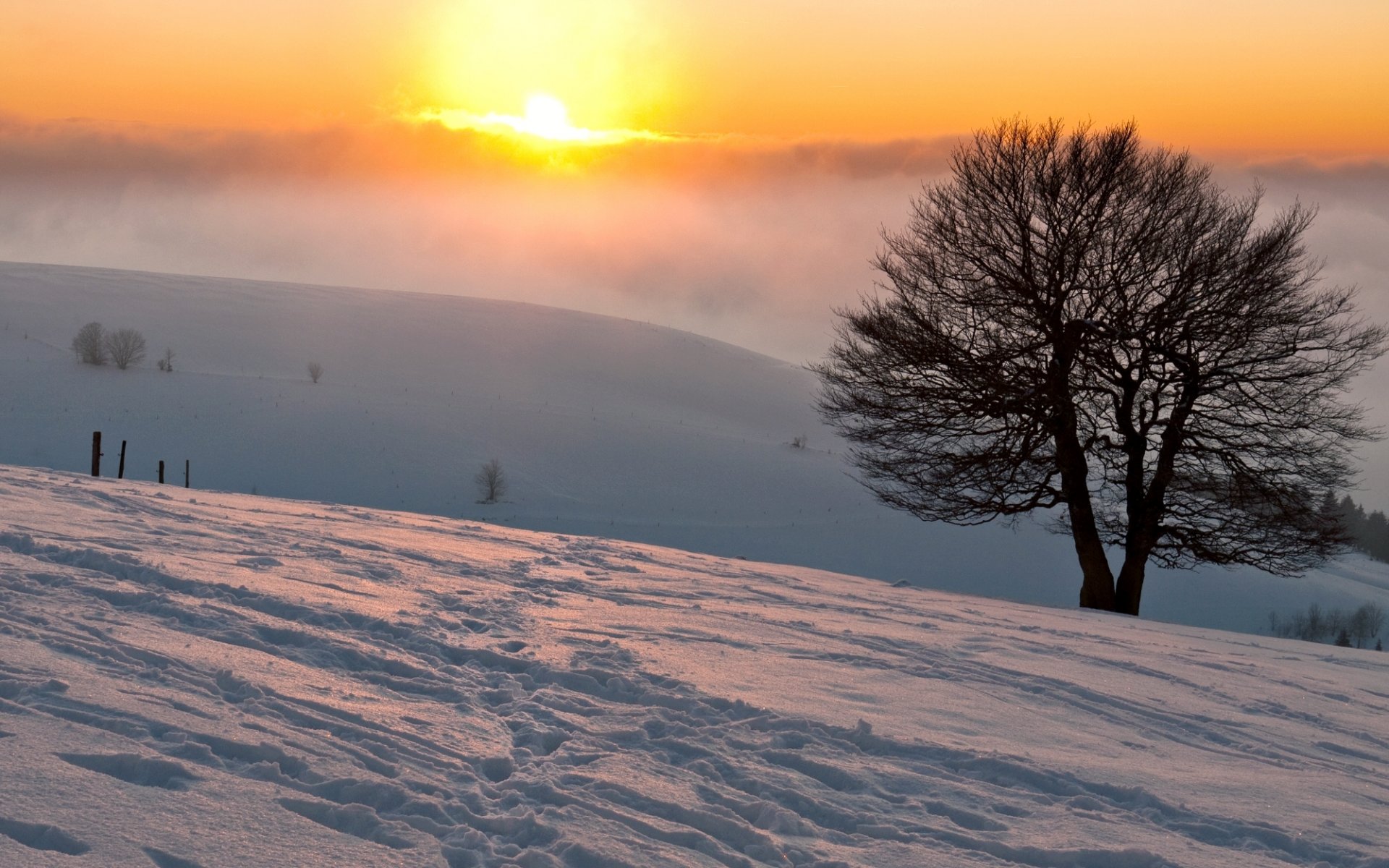 natura drzewo zima śnieg słońce mgła rozmycie ślady zima tapeta panoramiczny pełny ekran panoramiczny tło