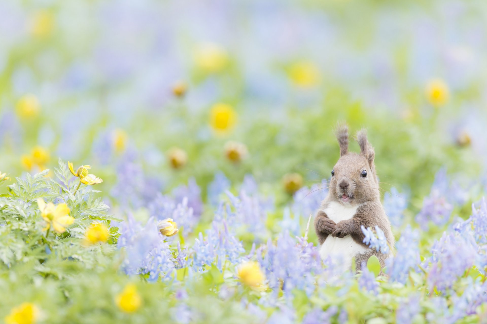 perdido en neverland ardilla flores bokeh