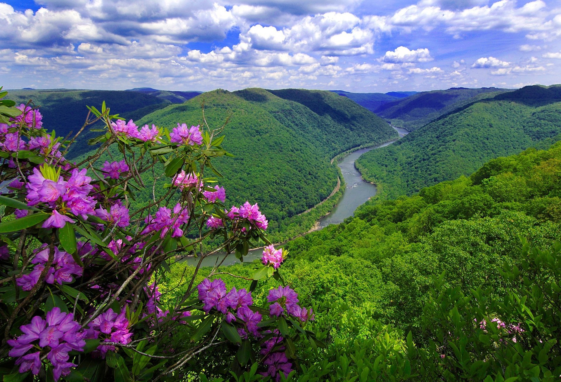 fiume montagne fiori natura