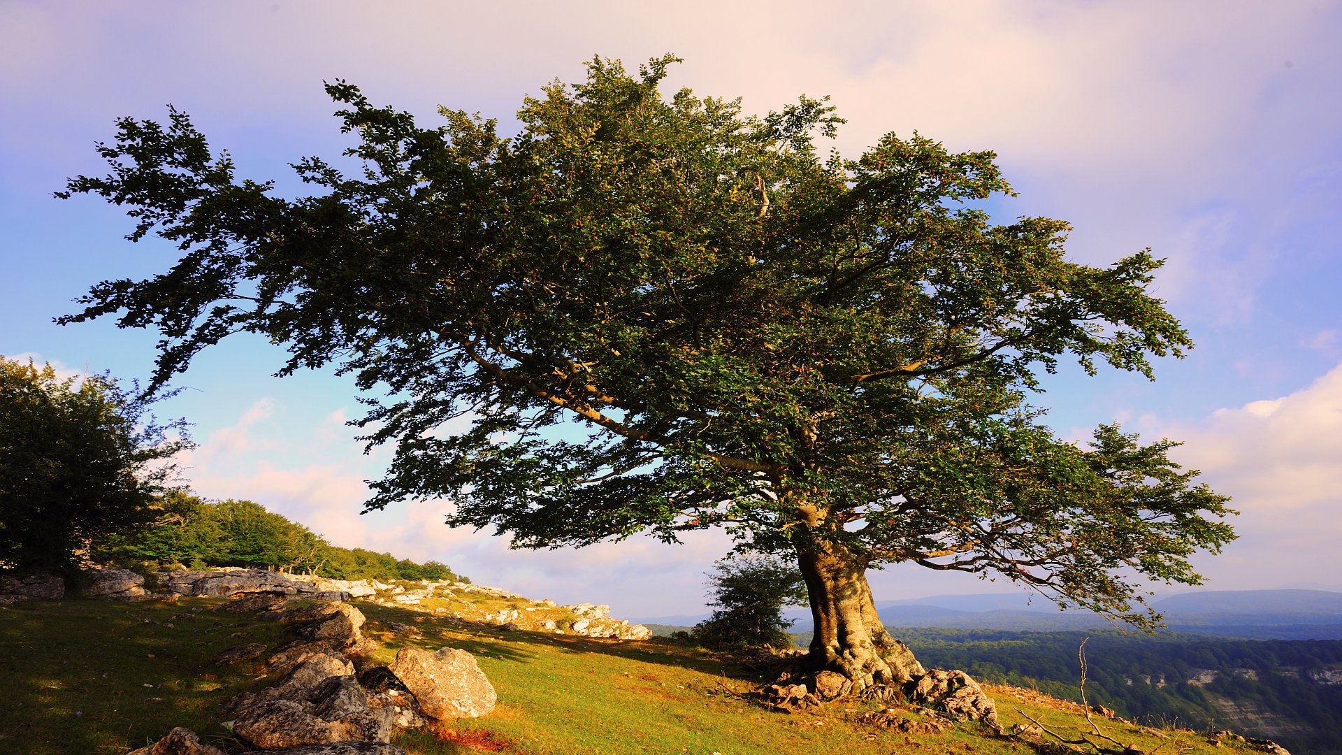 arbre été nature paysage