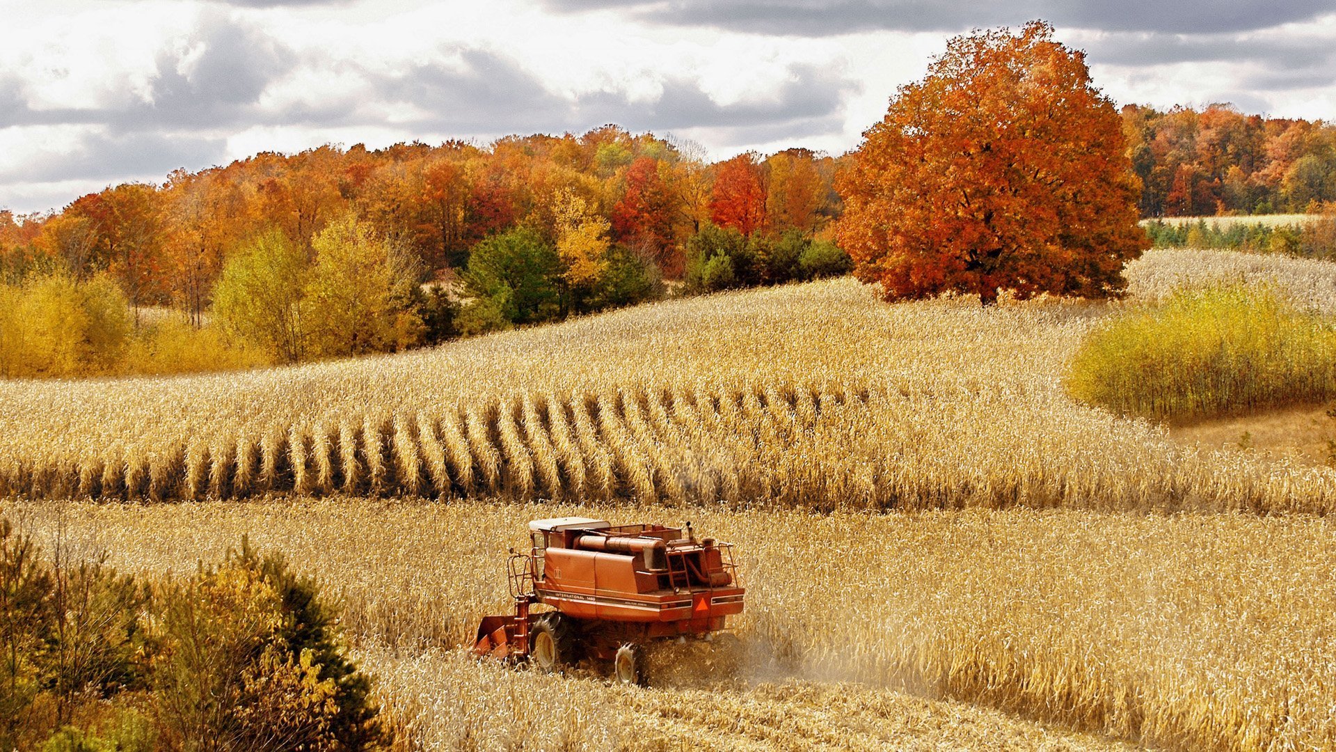 campo otoño bosque cosechadora cosecha trigo naturaleza