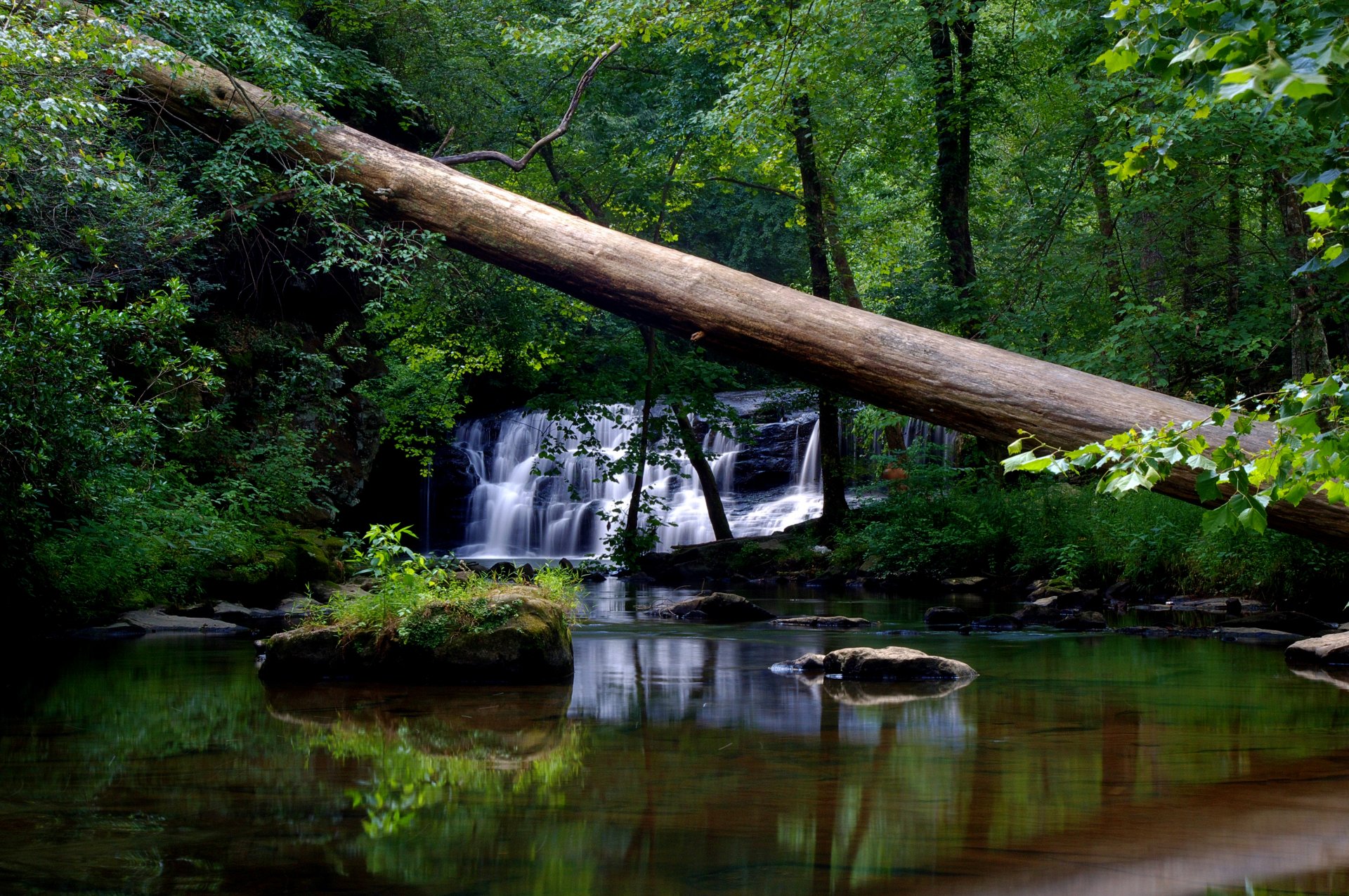 forest tree water leaves nature