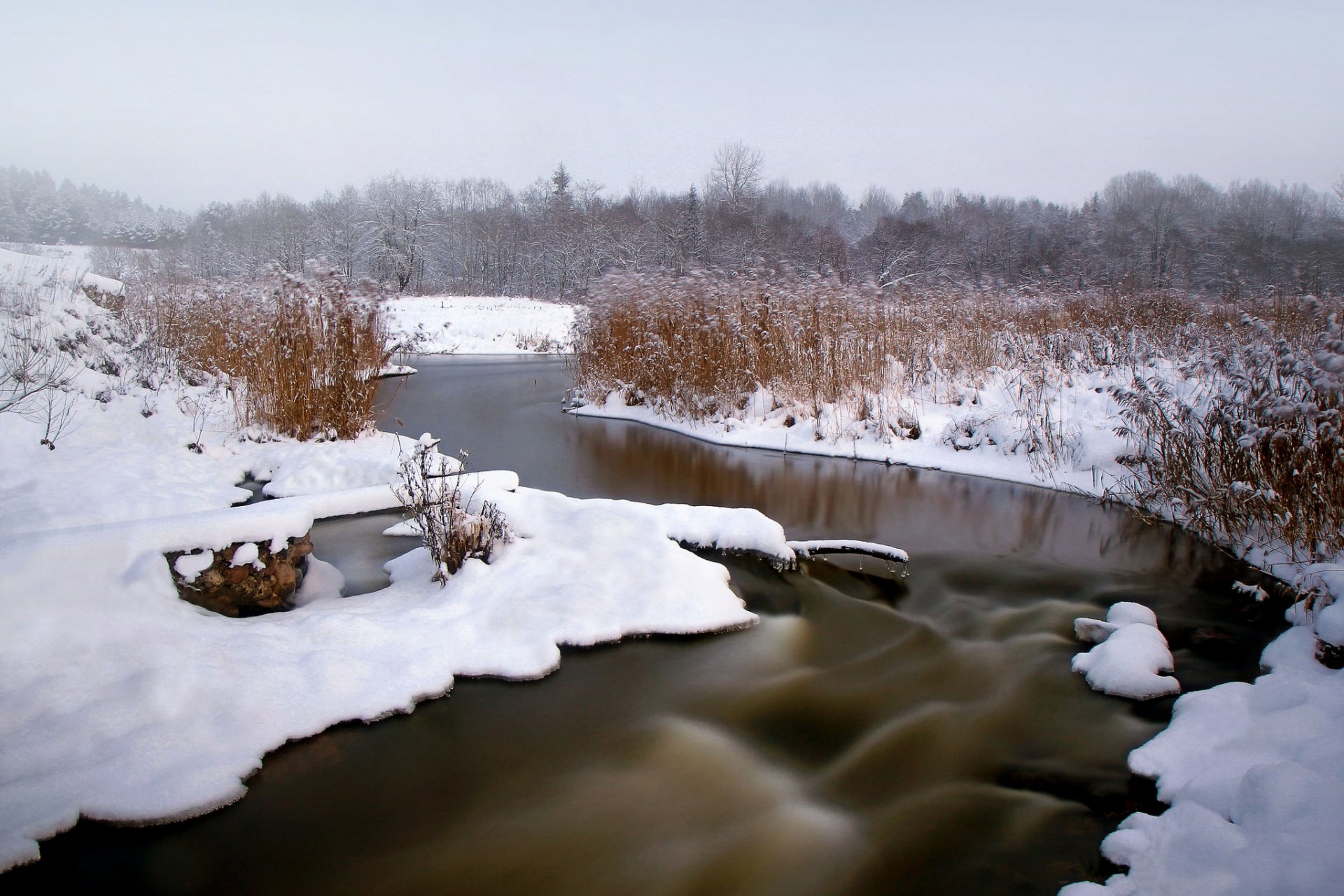 hiver neige forêt rivière roseau