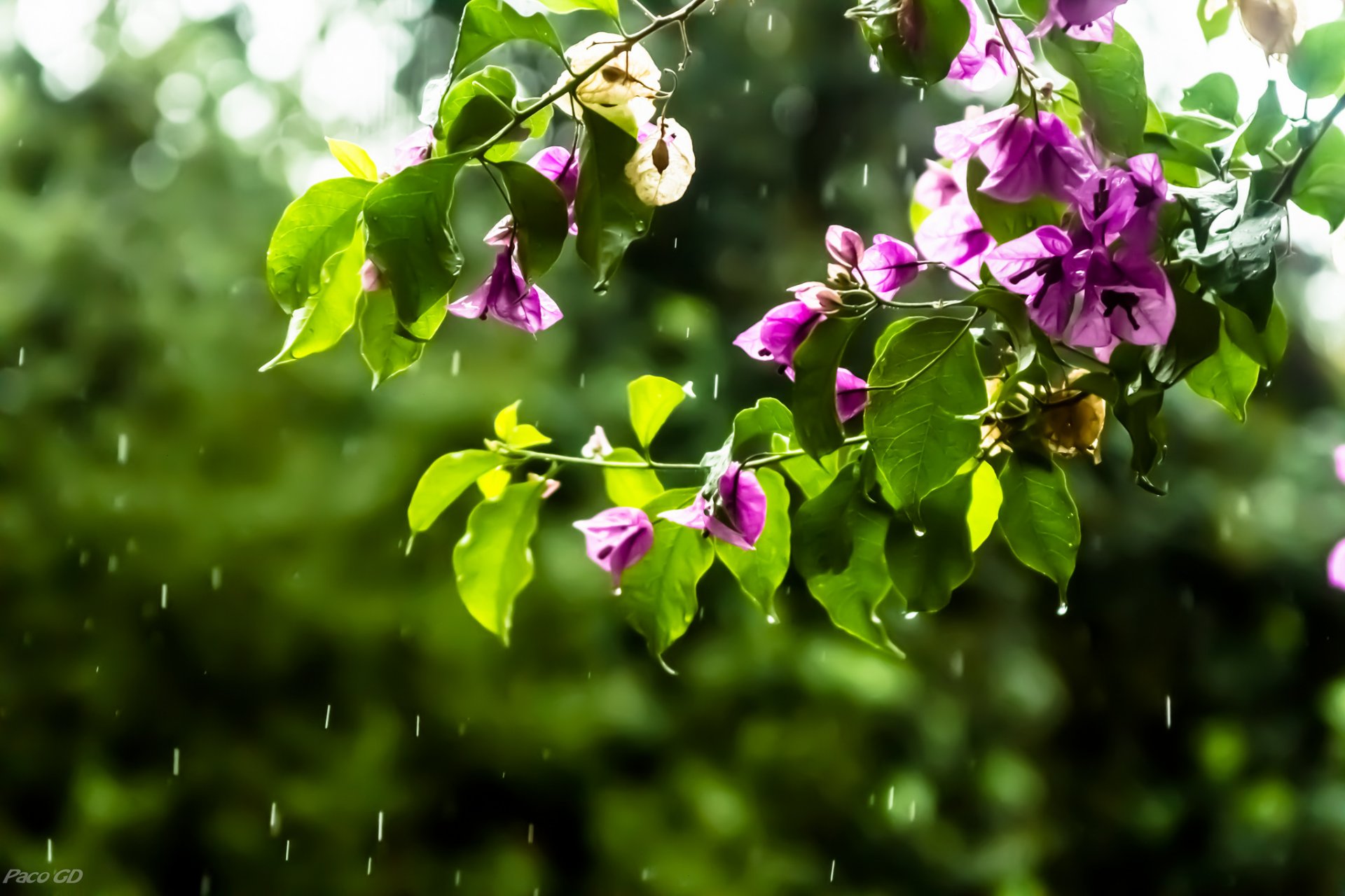 branches fleurs rose bougainvillier gouttes pluie