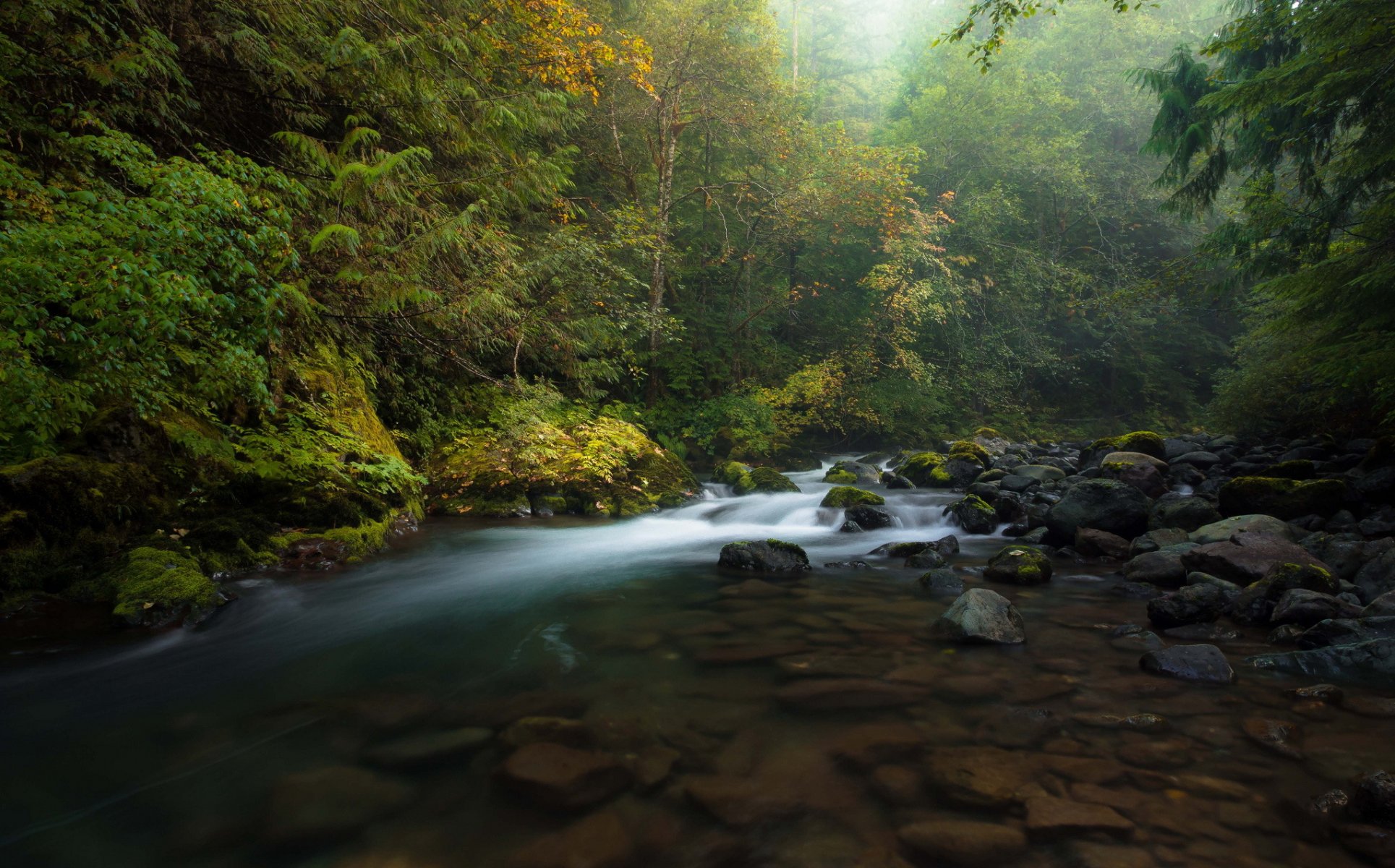 wald herbst fluss steine nebel