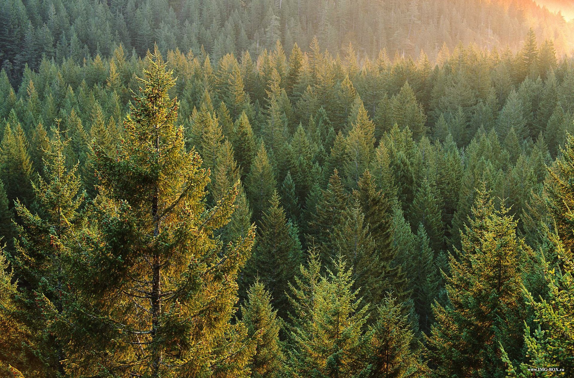 russia taiga forest tree sun rays dawn