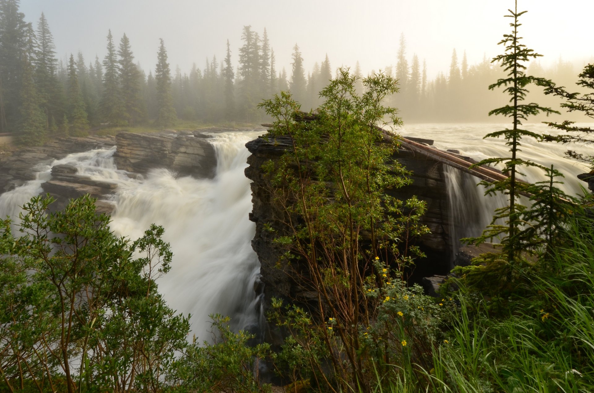 wald fluss strom wasserfall morgen