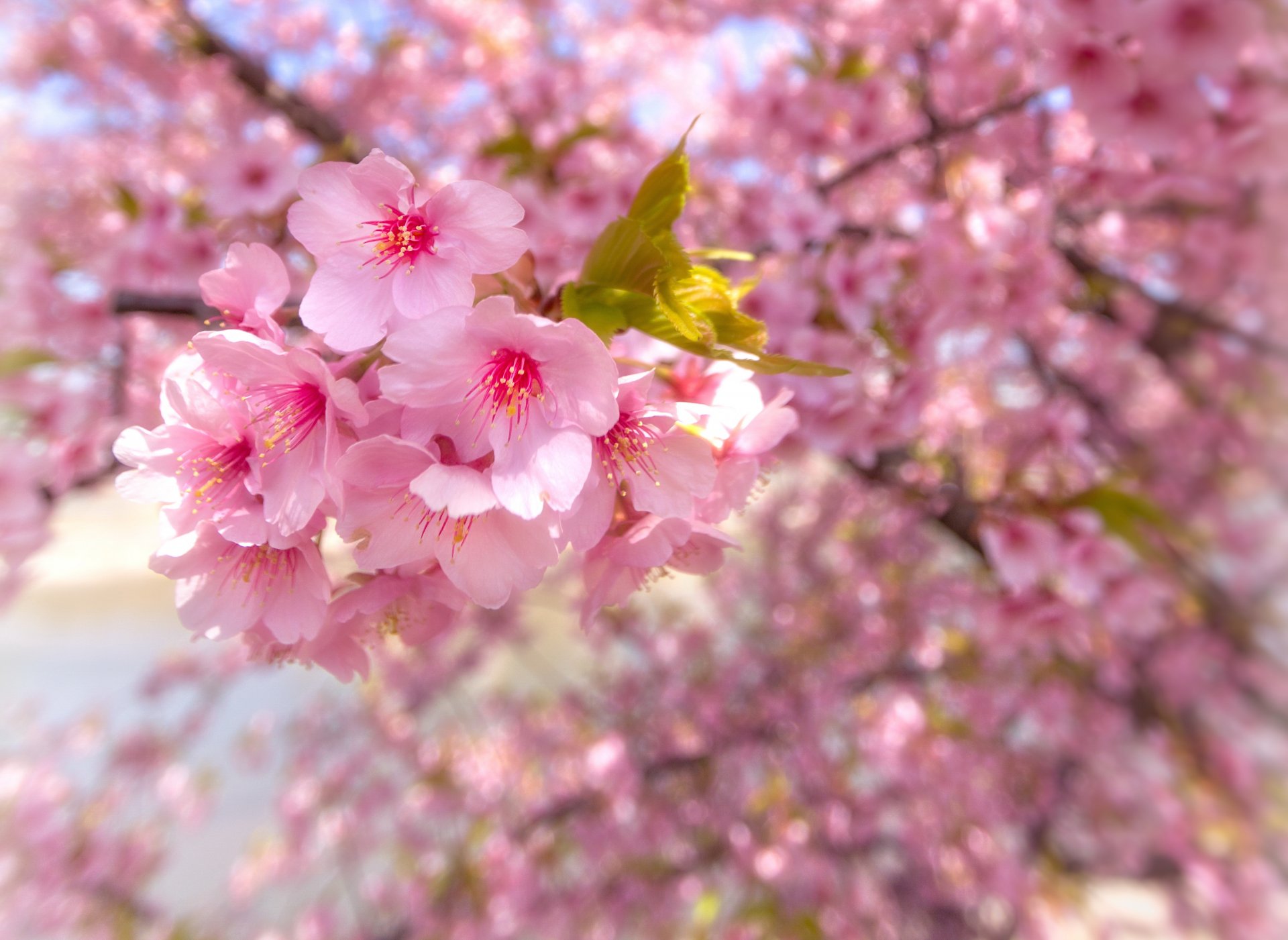 akura bloom spring