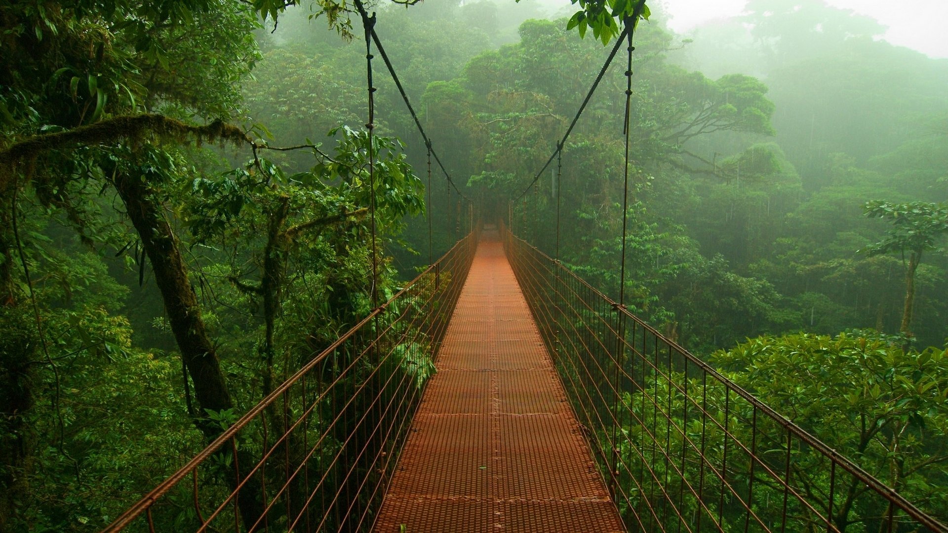 selva árboles follaje puente niebla