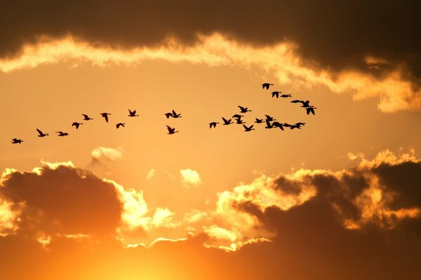 Las aves flotan en el cielo en medio de la puesta del sol