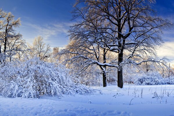 Winter nature, trees in the snow