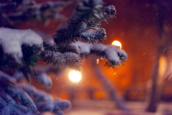 Branche de sapin dans la nuit dans la neige