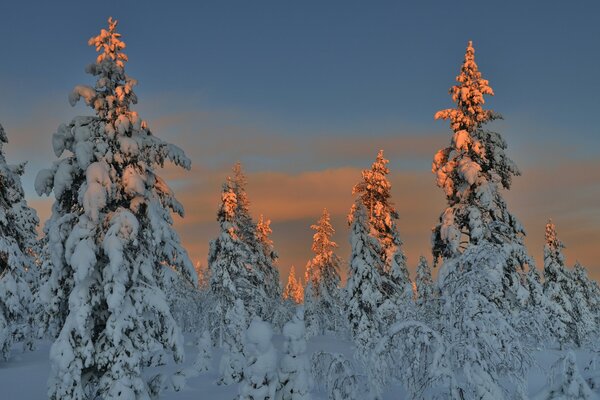 Abendliche Fichtenmosseln im Winterwald