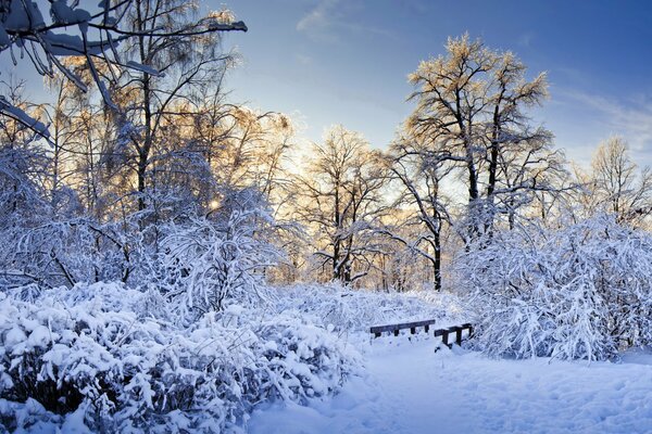 Foresta invernale in una giornata di sole