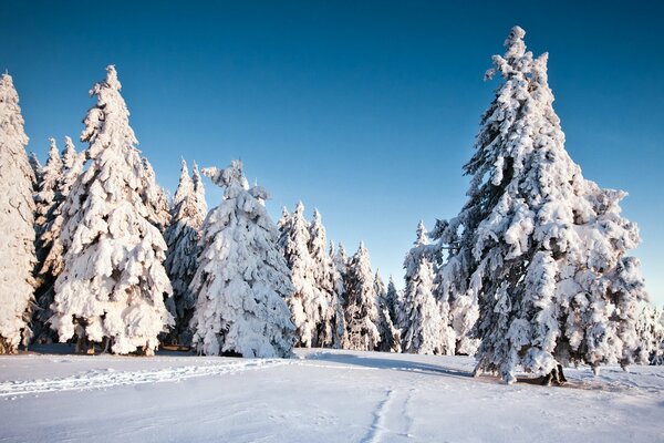 Carta da parati ricoperta coperta di neve dell abete