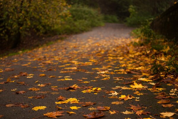 Straße mit gelben Blättern im Herbst