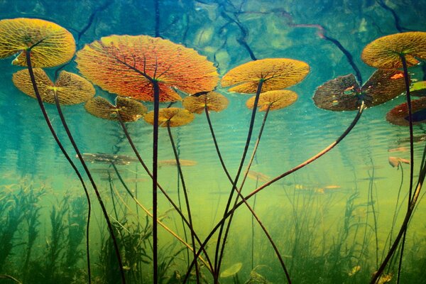 Die Unterwasserwelt in der Tiefe ist wunderschön