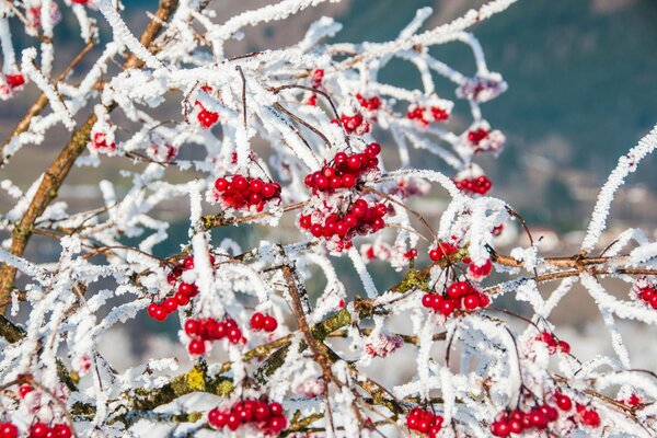 Naturaleza de invierno con ramas rojas de bayas