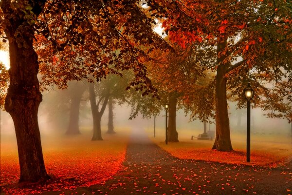 Jesienny Czerwony Las ze ścieżką