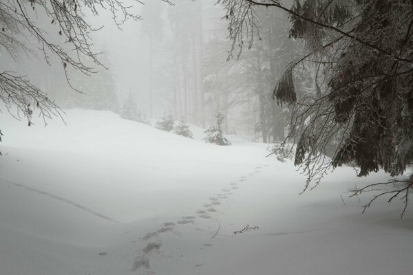 Wanderweg in den Schneewehen des Winterwaldes