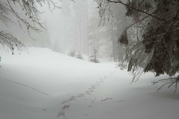 Camino en las ventisqueras del bosque de invierno