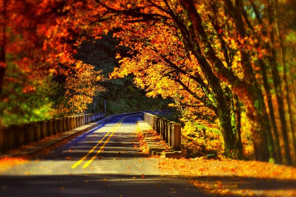 Colorful autumn trees over the bridge in the park